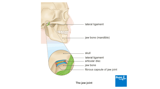 Diagram to show how skull and jawbone are hinged together with the articular disc, lateral ligament and fibrous capsule of jaw joint